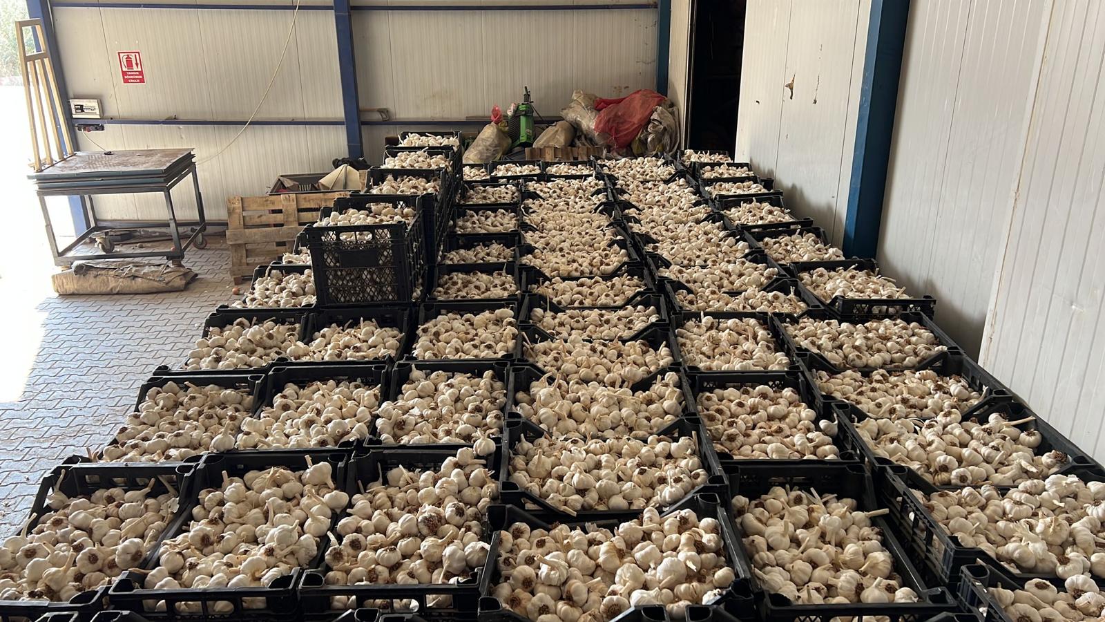 türkiye niğde sarımsak depolama saklama paketleme patsoo