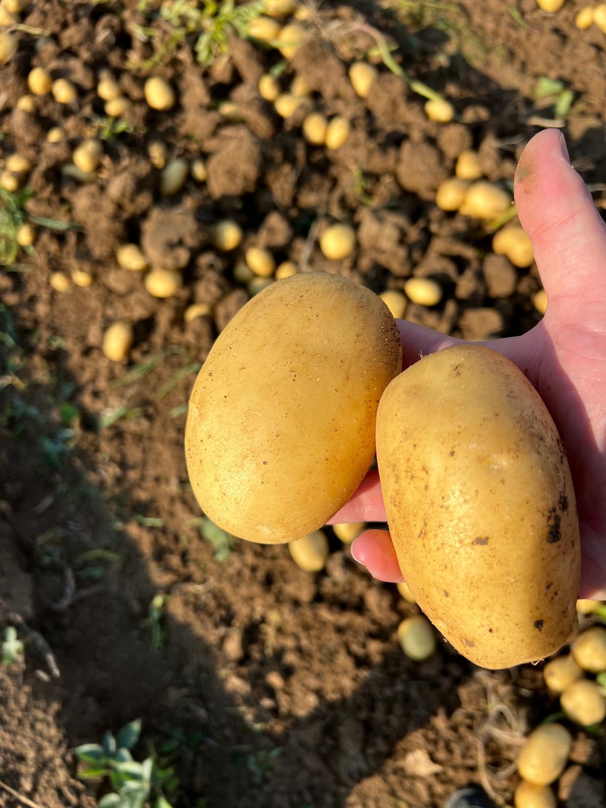 kızartmalık agria jelly patates patsoo türkiye niğde