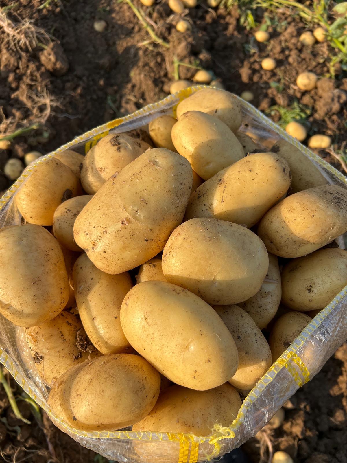 türkiye niğde patates patsoo