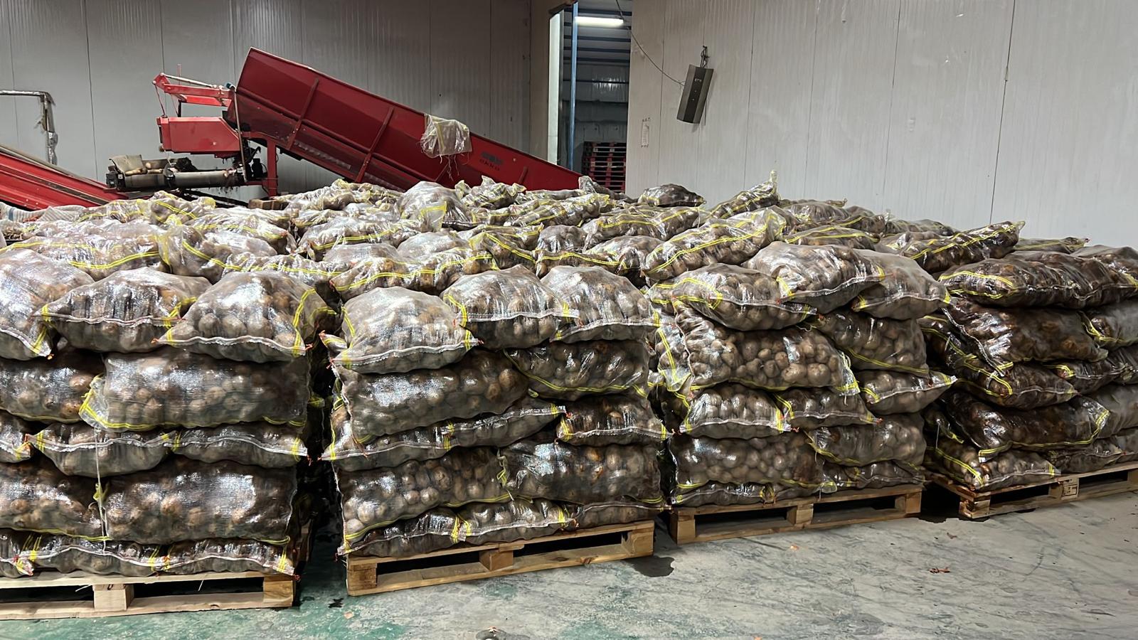 25kg patates paket