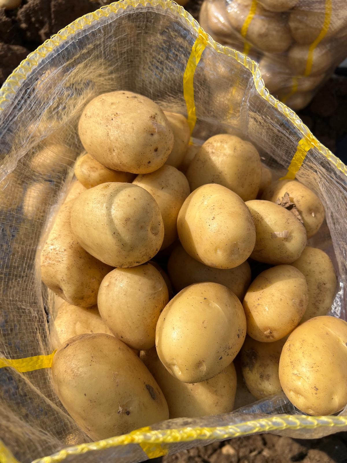 niğde patates türkiye
