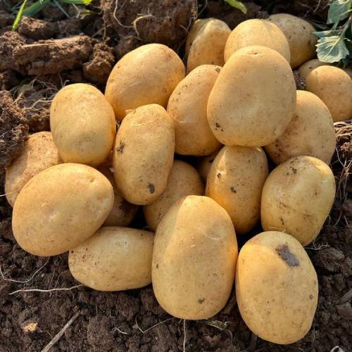 Madeleine Yemeklik Patates