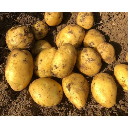 Colomba Yemeklik Patates