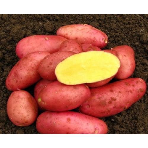 Laura Kırmızı Kızartmalık Patates